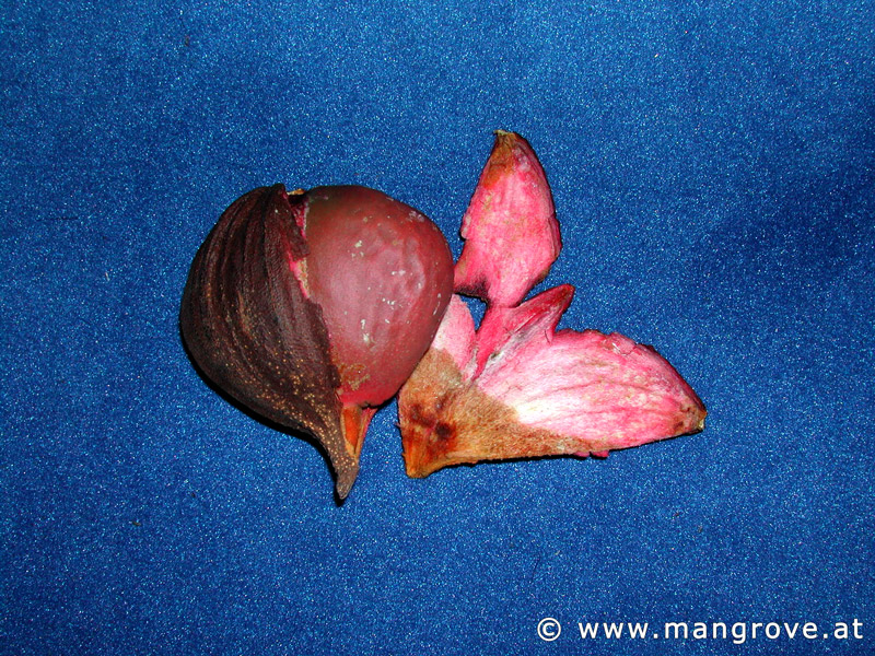 Pelliciera rhizophorae seeds